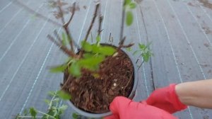 Сколько снимать с гортензии зеленого черенка?