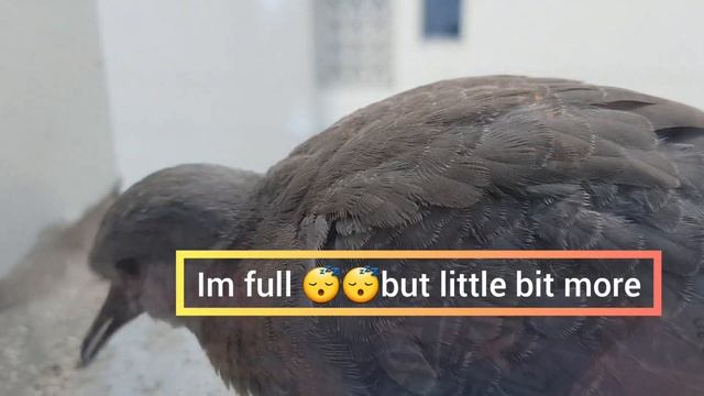 I see Alien in my window by Walk & Drive смотреть онлайн