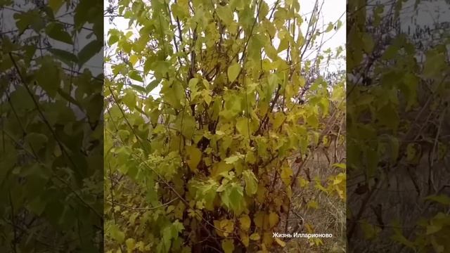 Ивановский ставок смотреть онлайн