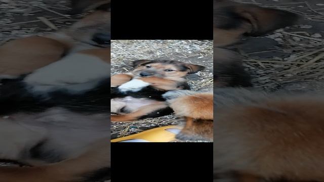 Щеночек бездомный.mp4 смотреть онлайн