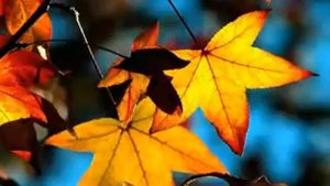 Сергей Некрасов - Осенняя история (сл. и муз. С.Некрасов) 1985