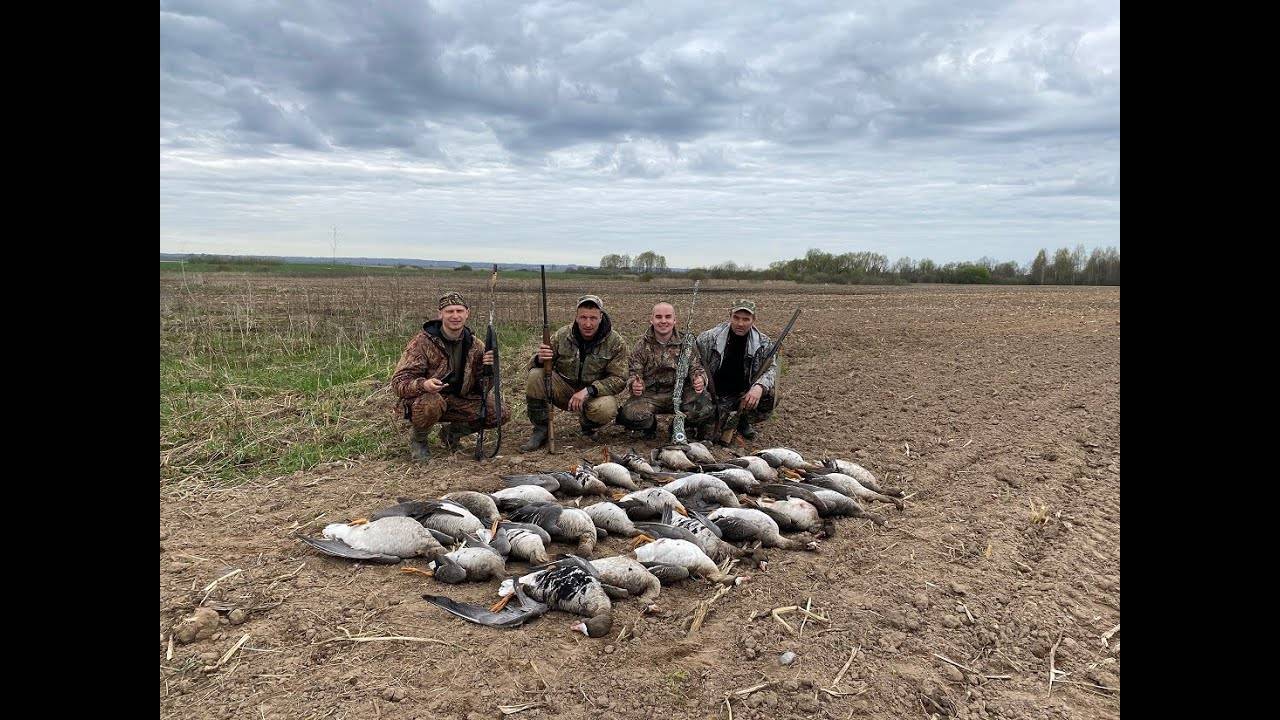 ПОСЕВНАЯ НАЧАЛАСЬ! Охота на гуся на посевных полях. ОХОТА НА ГУСЯ 2023. Беларусь 22.04.23 смотреть онлайн