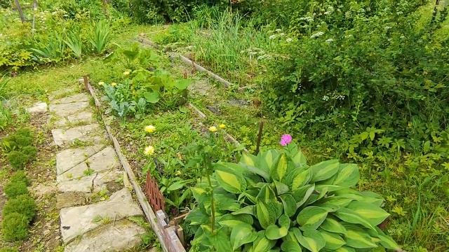 Дачные будни, как преображается мой сад, опора для вьюнов из палок | Vlog Дача как есть 24.06.2024 смотреть онлайн