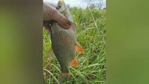 Язи речки Меловая. п. Чертково