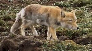 Тибетская лисица. Незаметный житель Гималайских высот.