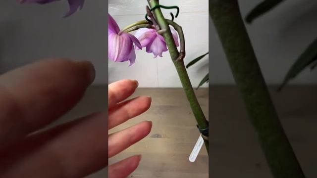 НЕ пересаживайте орхидею, пока не посмотрите это! Показания для пересадки орхидей
