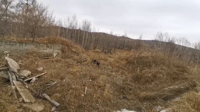 выстоим и будем жить!! /на природе около дома/Комсомольск-на-Амуре #самсебережиссер #п. ТАЕЖНЫЙ