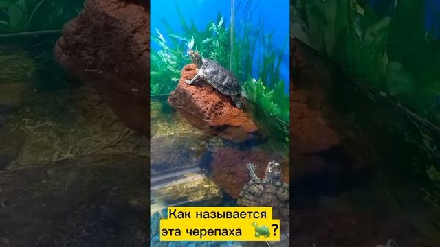Как называется эта черепаха?/ Обзоры Каневской/ ЛЮБЫЕ СДЕЛКИ С НЕДВИЖИМОСТЬЮ: Продажа/ покупка/дома
