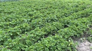 ПЕРВАЯ КЛУБНИКА С ГРЯДКИ/КУПИЛИ БАССЕЙН/ВЫРОС ГАЗОН/УЮТНЫЙ ВЕЧЕР В ДЕРЕВНЕ #домвдеревне #дача