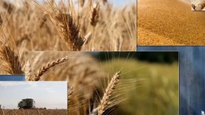 Это произошло ранее утром! Россия лишила крупнейшего.. 26-августа Франция/срочно/новости/сегодня