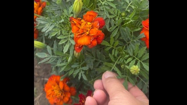 Защита от Колорадского Жука! #шестьсоток смотреть онлайн