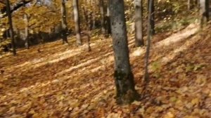 Прогулка в осеннем лесу | Dog vlog