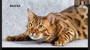 Женя Тимонова — Человек и кошка в XXI веке