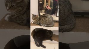 В гостях у котиков