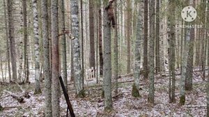 Охота на куницу!!! Промысел!!! Натаска лайки!!!