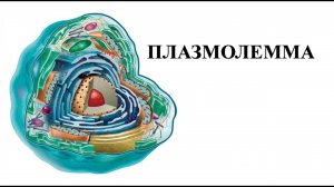 Подготовка к ЕГЭ по биологии. Строение клетки. Оболочка.