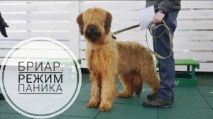 Догтренинг 731. Бриар: режим паника