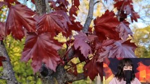 Миллиардер пригласил на свадьбу брата посудомойщицу, как свою невесту. Но увидев её, жених замер...