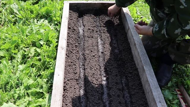 Посадка семян. Урожайный огород