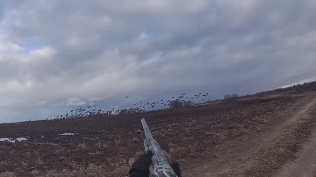 Открытие охоты на гуся 2022. Охота на гуся в Беларуси! 26.03.22 смотреть онлайн