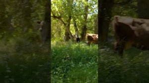 продажа дома в Пятигорске