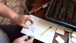проращиваю семена 26 летней старости