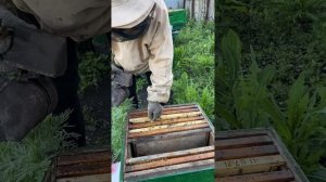 Как подсадить матку |Самый легкий способ | Первый опыт