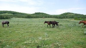 Орловские рысаки для Северной Кореи. Как фермер из Татарстана выращивает коней для Ким Чен Ына