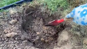 ПОСАДКА ГОРТЕНЗИИ | Как посадить гортензию из горшка в грунт