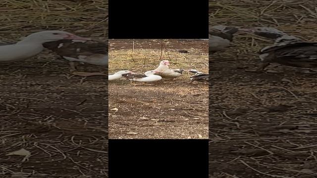 27-10-2024 двух гулящих вернули в  дом
