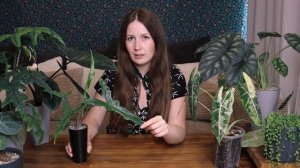 Обзор алоказий