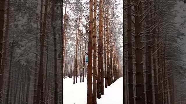 Белка на Алее Героев. Тырган