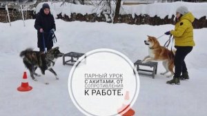 Догтренинг 721. Парный урок с акитами. От сопротивления к работе.