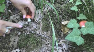 За грибами / Гебиусские водопады