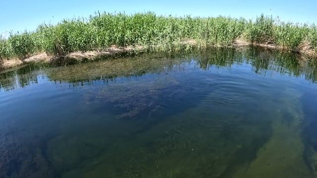 Рыбалка в Дельте Реки Или. 3 Часть Камышовые джунгли. Вот Они первые трофеи !!!