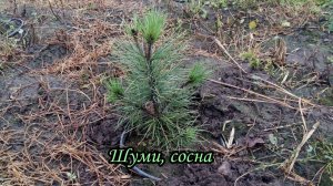 Шуми, сосна