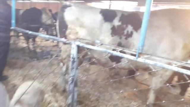 Выстовка коров в худжанде 2019года. смотреть онлайн