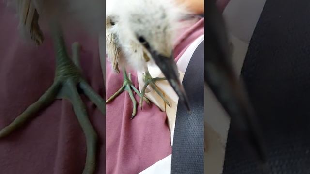 Нашли птенца аиста на дороге. смотреть онлайн