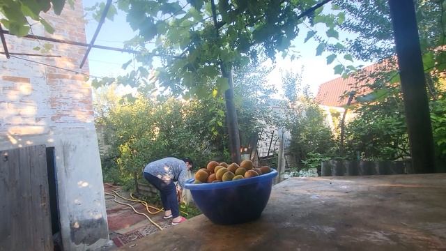 НЕЗНАЕМ КАК ОБРЫВАТЬ АБРИКОСЫ...