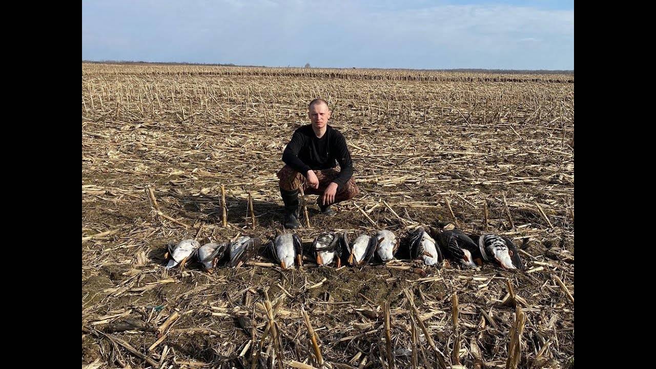 Охота на гуся 2023. Охота на гуся в Беларуси 10.04.23 смотреть онлайн