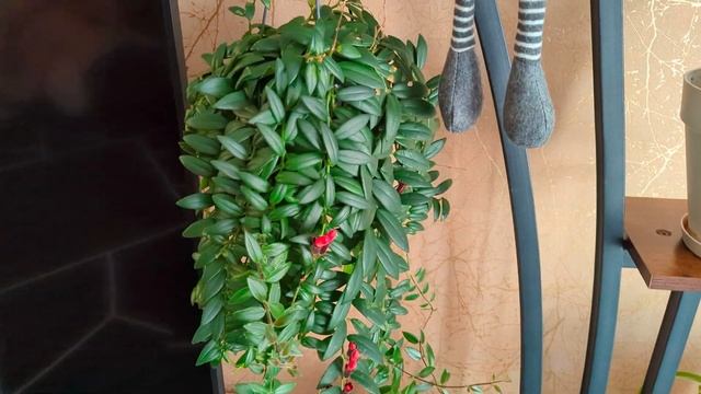 26 Августа. Домашний влог. смотреть онлайн