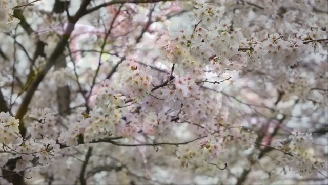 Увидев невесту сына, я побледнел, девушка, как две капли воды была похожа на меня в детстве. Я не… смотреть онлайн