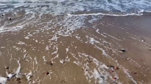 🌊🩶🩵Zelenogradsk, Russia / Зеленоградск, Россия 🌊🩵🩶