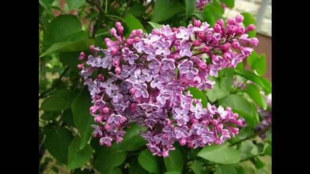 Ветка сирени смотреть онлайн