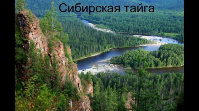 познавательное развитие, видео о пчелах
