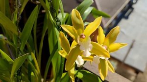 ❗️ЛУЧШЕЕ СРЕДСТВО ДЛЯ РОСТА ОРХИДЕЙ! ПОДОЙДЕТ ДЛЯ ВСЕХ РАСТЕНИЙ! 💯% НАТУРАЛЬНОЕ АЗОТНОЕ УДОБРЕНИЕ👍