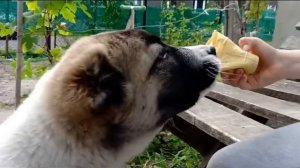 Алабай Джек  ест мороженное.