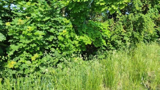 Продаётся дом в деревне Кухты,за 4300 долларов.Минская область,Слуцкий район.