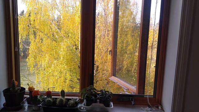 Windowswap video смотреть онлайн