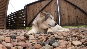 Получив в наследство лагучу в глуши, богач отдал её бедной учительнице сына. А приехав через полгод